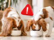 Retiran del mercado alimento para mascotas contaminado con bacteria peligrosa: el producto era distribuido como dulce