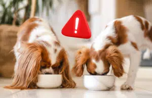 Retiran del mercado alimento para mascotas contaminado con bacteria peligrosa: el producto era distribuido como dulce