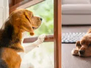 ¿Cuánto tiempo puede estar su perro solo en casa? Esto dicen expertos y entregan recomendaciones para cuando debe ausentarse