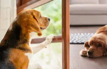 ¿Cuánto tiempo puede estar su perro solo en casa? Esto dicen expertos y entregan recomendaciones para cuando debe ausentarse