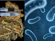El microbioma intestinal de un joven de hace mil años revela nuevos cambios evolutivos: esto hallaron científicos