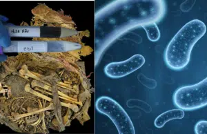 El microbioma intestinal de un joven de hace mil años revela nuevos cambios evolutivos: esto hallaron científicos