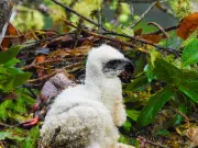Esperanzador avistamiento: documentan en Huila a una pareja de águilas reales de montaña y su cría, una de las aves más escasas de Sudamérica