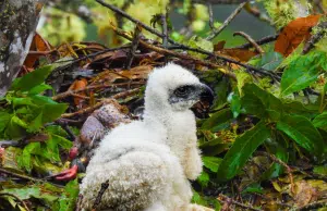Esperanzador avistamiento: documentan en Huila a una pareja de águilas reales de montaña y su cría, una de las aves más escasas de Sudamérica
