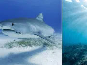 Reaparece el tiburón blanco más grande del mundo en aguas canadienses