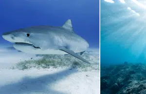 Reaparece el tiburón blanco más grande del mundo en aguas canadienses