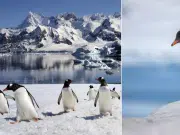 Los pingüinos pueden ser difusores de contaminación en la Antártida, según un reciente estudio