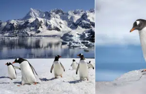 Los pingüinos pueden ser difusores de contaminación en la Antártida, según un reciente estudio