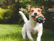 ¿Los perros puede ser adictos a sus juguetes? Un estudio señala que muestran comportamientos similares a las de los humanos frente al juego