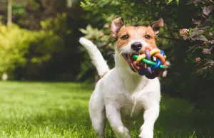 ¿Los perros puede ser adictos a sus juguetes? Un estudio señala que muestran comportamientos similares a las de los humanos frente al juego