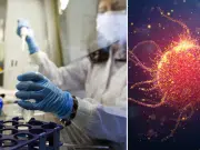 Científicos descubren que la proteína secretada por una bacteria puede destruir células cancerosas: así actúa