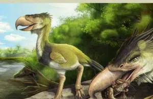 Hallan en La Tatacoa el fósil de la segunda ‘ave del terror’, un depredador gigante de casi tres metros: ¿Qué significa este registro para la ciencia?