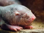 Descubren el superpoder detrás de la longevidad de la rata topo desnuda, estudio revela el secreto de sus largas vidas