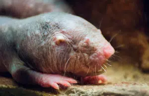 Descubren el superpoder detrás de la longevidad de la rata topo desnuda, estudio revela el secreto de sus largas vidas