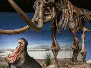 Los hipopótamos también sobrevivieron al hielo: estudio revela su presencia en Alemania hace 47.000 años