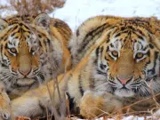 Un rayo de esperanza para los tigres: nuevo informe de la UICN indica avances en su recuperación, aunque advierte que siguen críticamente diezmados