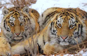 Un rayo de esperanza para los tigres: nuevo informe de la UICN indica avances en su recuperación, aunque advierte que siguen críticamente diezmados