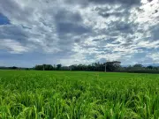 Desde el Valle, científicos desarrollaron nueva variedad de arroz, resistente a herbicidas para Colombia y países de Latinoamérica: ¿cómo lo lograron?