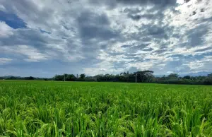 Desde el Valle, científicos desarrollaron nueva variedad de arroz, resistente a herbicidas para Colombia y países de Latinoamérica: ¿cómo lo lograron?