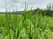 Científicos en el Valle del Cauca desarrollan una nueva variedad de arroz más resistente