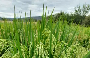 Científicos en el Valle del Cauca desarrollan una nueva variedad de arroz más resistente