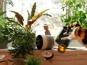 Las cinco plantas seguras para gatos que puede tener en casa y las especies que podrían ponerlos en peligro