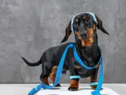 La obesidad en mascotas: una enfermedad multifactorial que requiere atención veterinaria, sus causas y cómo tratarla