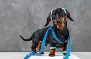 La obesidad en mascotas: una enfermedad multifactorial que requiere atención veterinaria, sus causas y cómo tratarla