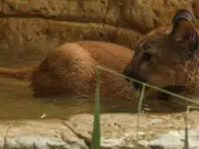 De la selva al cautiverio: la historia de Killari, la puma rescatada del tráfico ilegal que ahora vive en el Zoológico de Cali