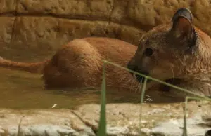 De la selva al cautiverio: la historia de Killari, la puma rescatada del tráfico ilegal que ahora vive en el Zoológico de Cali
