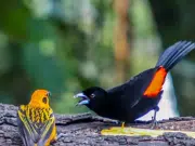 Cali, el paraíso mundial para el avistamiento de aves: estos son los lugares y planes