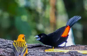 Cali, el paraíso mundial para el avistamiento de aves: estos son los lugares y planes