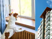 Mascotas en propiedad horizontal: cómo lograr una convivencia armónica en edificios y conjuntos residenciales, según experto