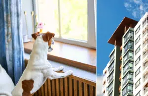 Mascotas en propiedad horizontal: cómo lograr una convivencia armónica en edificios y conjuntos residenciales, según experto