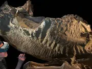 Misterio resuelto: fósiles ‘momificados’ revelan el aspecto real de un dinosaurio de hace 66 millones de años