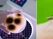 Científicos crean un hongo con aroma floral que engaña y mata a los mosquitos que transmiten el dengue, la malaria y el Zika