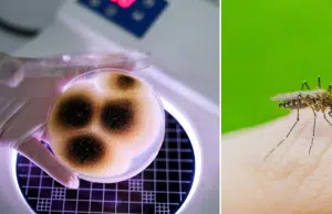 Científicos crean un hongo con aroma floral que engaña y mata a los mosquitos que transmiten el dengue, la malaria y el Zika