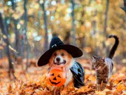 Halloween 2025: recomendaciones para cuidar a las mascotas durante esta fecha