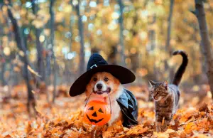 Halloween 2025: recomendaciones para cuidar a las mascotas durante esta fecha
