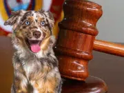 ¿Cuál es la multa y el tiempo en prisión por maltrato o muerte de una mascota en Colombia? Aquí le contamos lo que establece la ‘Ley Ángel’