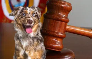 ¿Cuál es la multa y el tiempo en prisión por maltrato o muerte de una mascota en Colombia? Aquí le contamos lo que establece la ‘Ley Ángel’