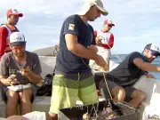 Un proyecto inédito busca proteger a los tiburones de La Guajira de la mano de las comunidades que antes los cazaban: así puede sumarse