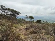 Tala en el corazón de Juaica: denuncian ‘ecocidio’ por destrucción de frailejones y bosque protegido en Tenjo