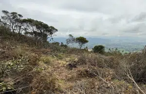 Tala en el corazón de Juaica: denuncian ‘ecocidio’ por destrucción de frailejones y bosque protegido en Tenjo