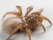 Descubren nueva especie de araña en California justo a tiempo para Halloween