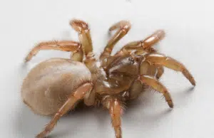 Descubren nueva especie de araña en California justo a tiempo para Halloween