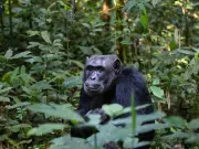 Los científicos dan un paso más y sugieren que los chimpancés son pensadores racionales