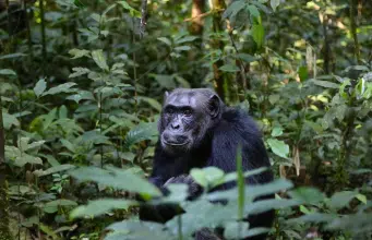 Los científicos dan un paso más y sugieren que los chimpancés son pensadores racionales