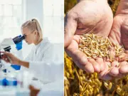 Investigadores descifran el genoma de la avena, uno de los cereales más populares y sanos: ‘Puede tener impacto directo en la salud y la agricultura’