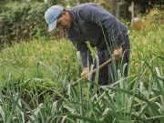 Áreas de Protección de Alimentos violan la Constitución, según informe